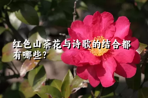 红色山茶花与诗歌的结合都有哪些？