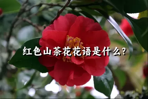 红色山茶花花语是什么？