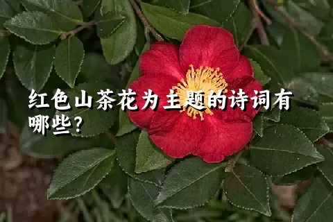 红色山茶花为主题的诗词有哪些？