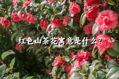 红色山茶花寓意是什么？