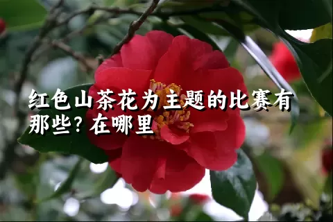 红色山茶花为主题的比赛有那些？在哪里