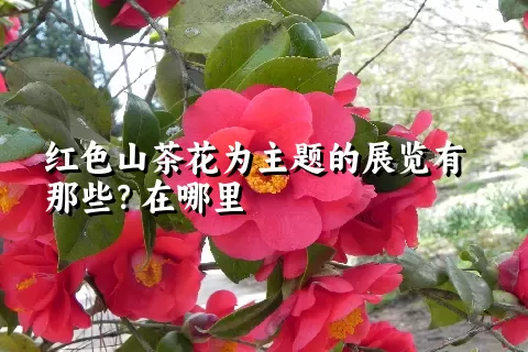 红色山茶花为主题的展览有那些？在哪里