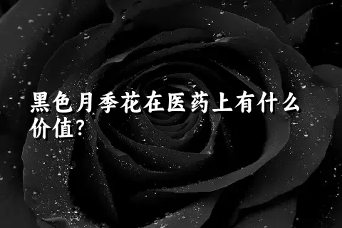 黑色月季花在医药上有什么价值？