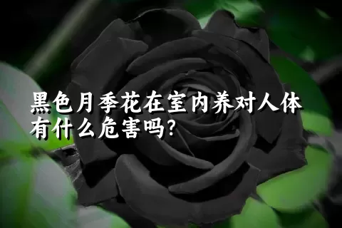 黑色月季花在室内养对人体有什么危害吗？