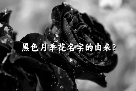 黑色月季花名字的由来？