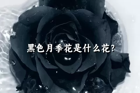 黑色月季花是什么花？