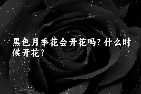 黑色月季花会开花吗？什么时候开花？