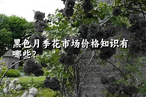 黑色月季花市场价格知识有哪些？