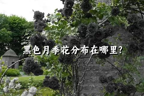 黑色月季花分布在哪里?