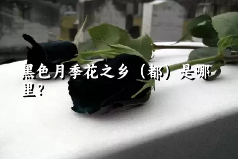 黑色月季花之乡（都）是哪里？