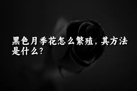 黑色月季花怎么繁殖，其方法是什么？