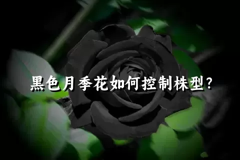 黑色月季花如何控制株型？