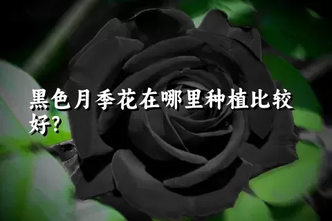 黑色月季花在哪里种植比较好？