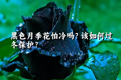 黑色月季花怕冷吗？该如何过冬保护？