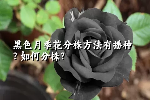 黑色月季花分株方法有播种？如何分株？