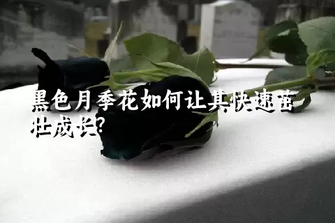 黑色月季花如何让其快速茁壮成长？