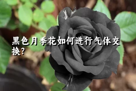 黑色月季花如何进行气体交换？