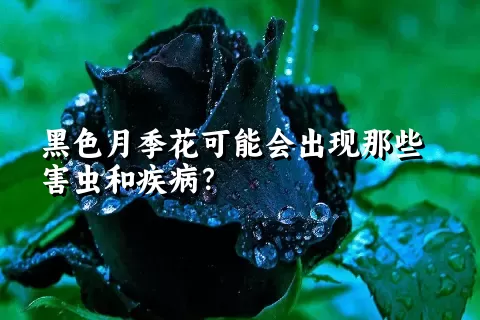 黑色月季花可能会出现那些害虫和疾病？