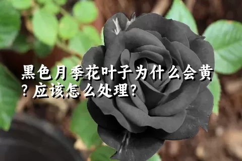 黑色月季花叶子为什么会黄？应该怎么处理？