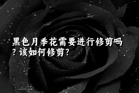 黑色月季花需要进行修剪吗？该如何修剪？