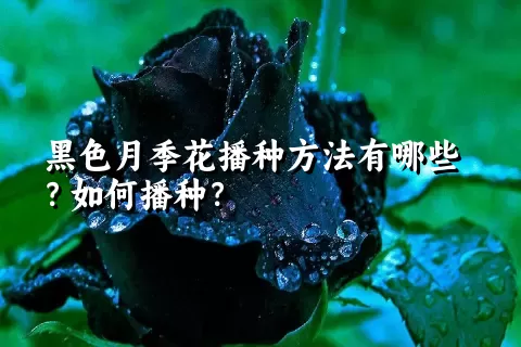 黑色月季花播种方法有哪些？如何播种？