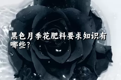 黑色月季花肥料要求知识有哪些？