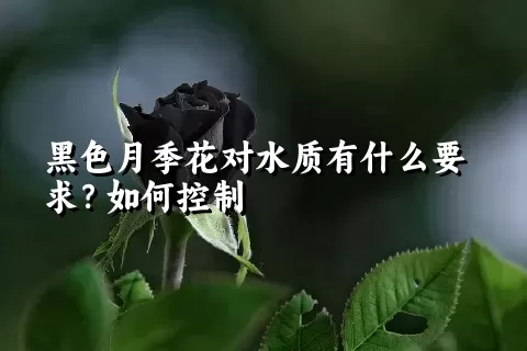 黑色月季花对水质有什么要求？如何控制