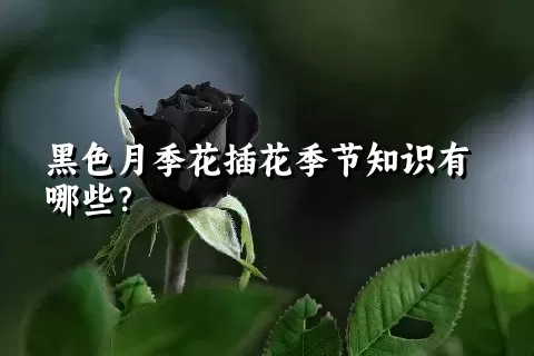 黑色月季花插花季节知识有哪些？