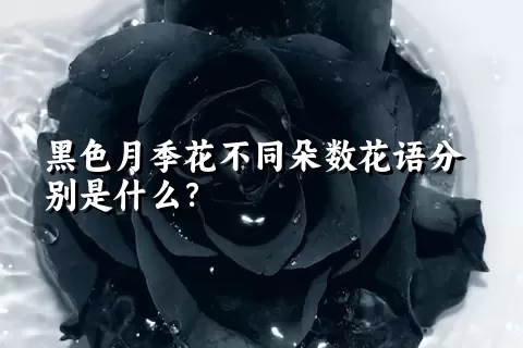 黑色月季花不同朵数花语分别是什么？