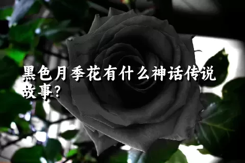 黑色月季花有什么神话传说故事？