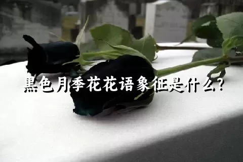 黑色月季花花语象征是什么？