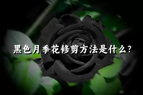 黑色月季花修剪方法是什么？