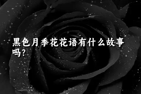 黑色月季花花语有什么故事吗？