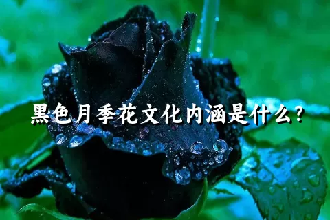 黑色月季花文化内涵是什么？