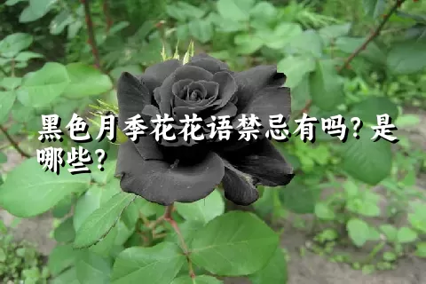 黑色月季花花语禁忌有吗？是哪些？