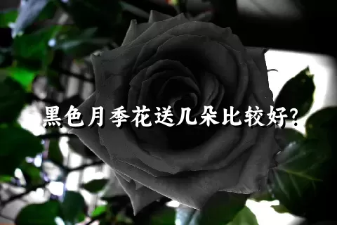 黑色月季花送几朵比较好？