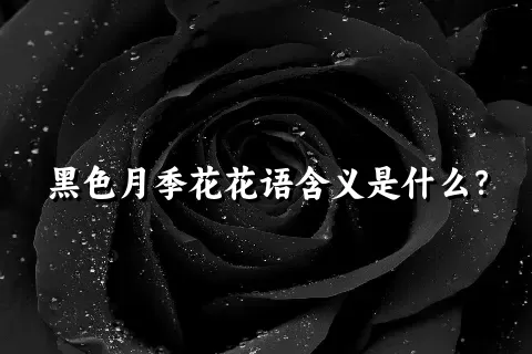 黑色月季花花语含义是什么？