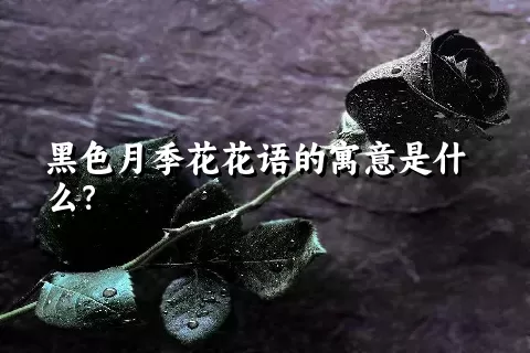 黑色月季花花语的寓意是什么？