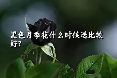 黑色月季花什么时候送比较好？