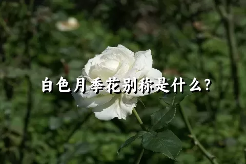 白色月季花别称是什么？