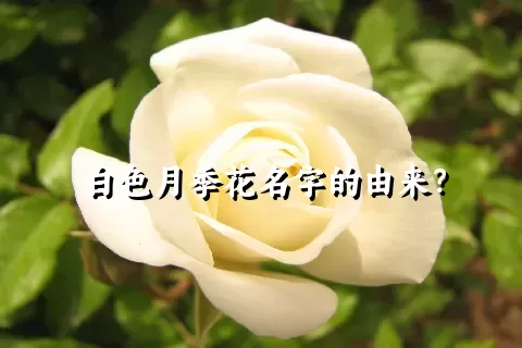 白色月季花名字的由来？