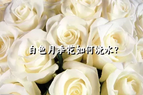 白色月季花如何浇水？