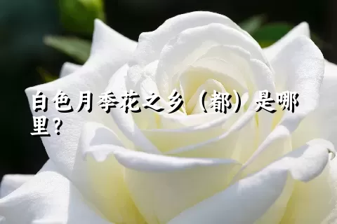 白色月季花之乡（都）是哪里？