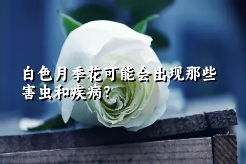 白色月季花可能会出现那些害虫和疾病？