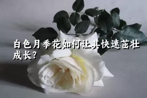 白色月季花如何让其快速茁壮成长？