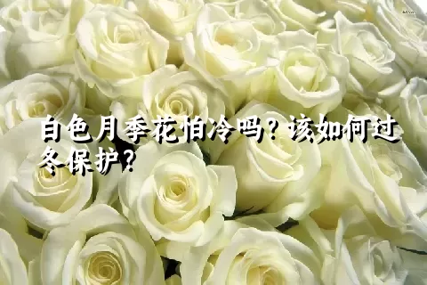 白色月季花怕冷吗？该如何过冬保护？