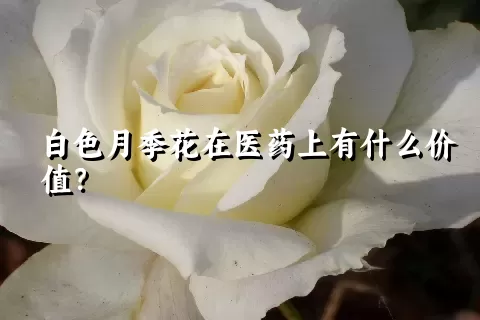 白色月季花在医药上有什么价值？