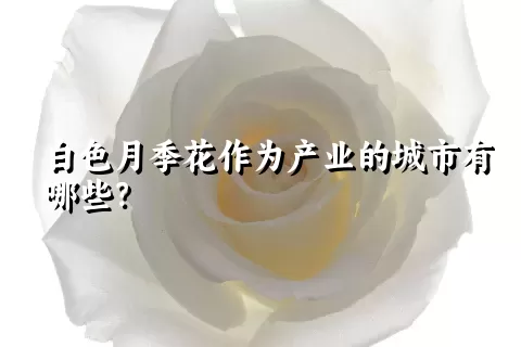 白色月季花作为产业的城市有哪些？