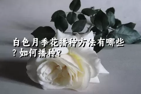 白色月季花播种方法有哪些？如何播种？