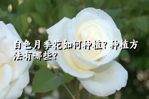 白色月季花如何种植？种植方法有哪些？